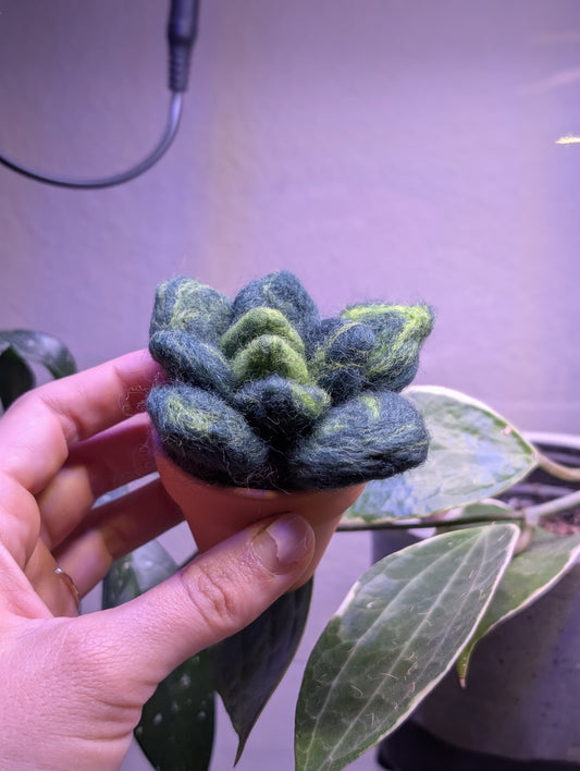 Mini Succulent Felting Class at SJ Made Little Shops Village